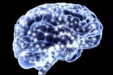Descubren una nueva parte del cerebro que podría prevenir enfermedades