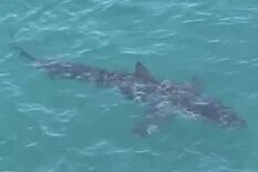 El impactante momento en que un nadador es rodeado por una horda de 50 tiburones