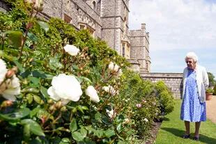 La Reina inspecciona un rosal después de recibir una Rosa Duque de Edimburgo en el Castillo de Windsor en Inglaterra, en junio de 2021. La nueva variedad de rosa fue nombrada en honor al fallecido príncipe Felipe, duque de Edimburgo y esposo de Isabel II