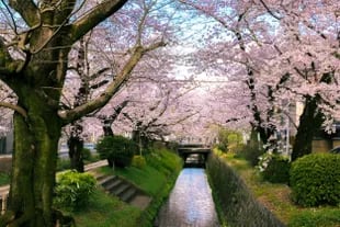 Los cerezos en flor en Japón son un sello de identidad