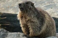 Peste bubónica: un adolescente murió en Mongolia luego de comer carne de marmota
