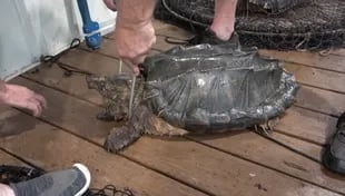 El sorprendente hallazgo de nueve tortugas caimán en el río Homosassa, en Florida