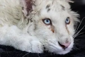 La triste historia de la cachorra de tigre blanco abandonada con 30 fracturas cerca de un zoológico