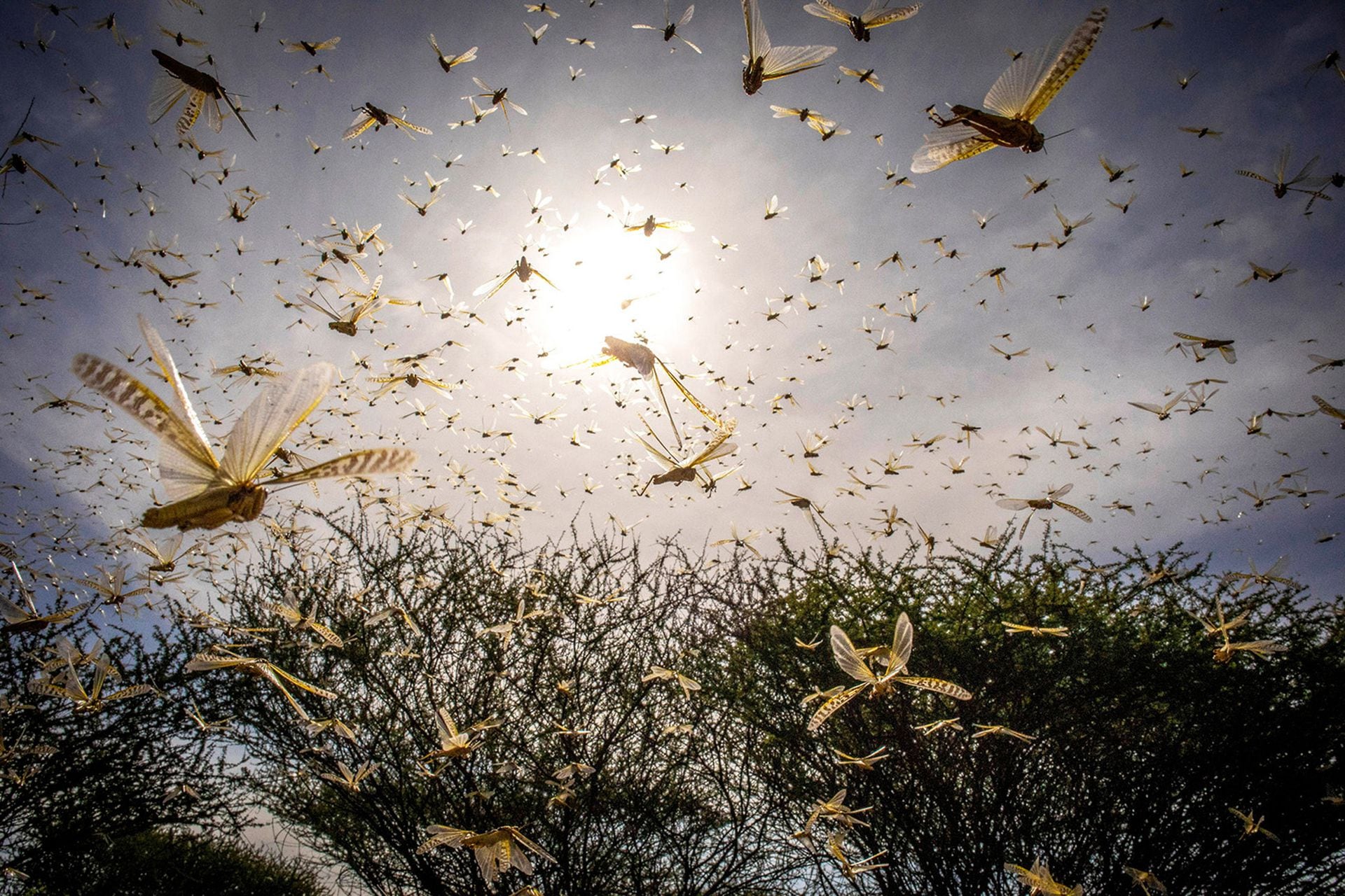 Un enjambre de langostas se eleva al cielo en Samburu, Ololokwe, Kenia