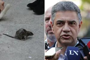 Una rata interrumpió la conferencia de prensa de Jorge Macri