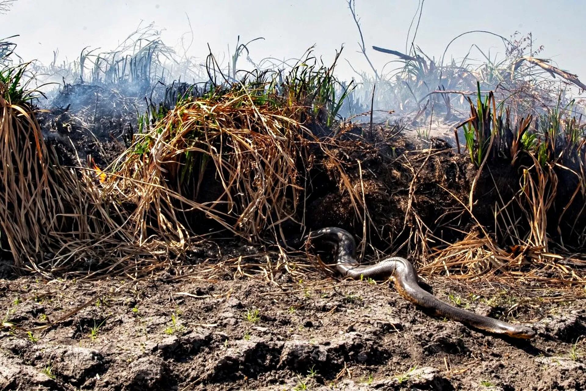 Una serpiente anaconda conocida en Corrientes como "Curiyú" escapa de las llamas