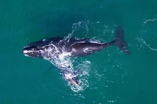 Tempranera es una de las ballenas que es monitoreada satelitalmente a través del proyecto “Siguiendo Ballenas"