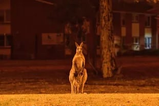 Un canguro trata de alejarse de los incendios forestales cercanos en una propiedad residencial cerca de la ciudad de Nowra en el estado australiano de New South Wale.