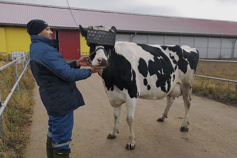 Según el Ministerio de Agricultura de Moscú, la primera prueba realizada en 2019, con anteojos diseñados para el rostro vacuno, registró mejoras en el bienestar de los animales y planean una segunda etapa para evaluar su impacto en la producción láctea