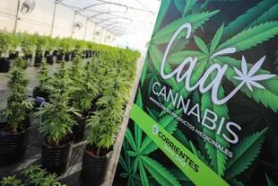 El proyecto correntino adoptó la marca Caá Cannabis, que significa planta de cannabis en guaraní