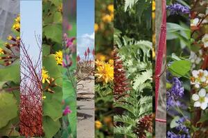 Arco iris de invierno: 7 plantas con flores de que le dan color al jardín