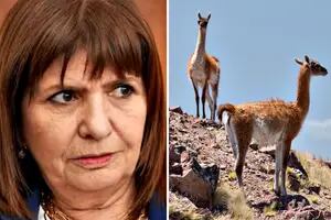 Qué hay detrás de la mención de Patricia Bullrich sobre los guanacos en el conflicto con Chubut