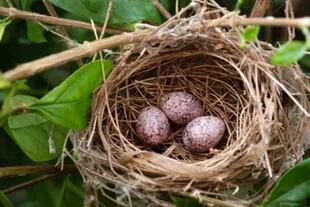 El aumento de temperatura por el calentamiento global podría tener un impacto negativo en aves en las que el color de los huevos está adaptado a climas particulares. 