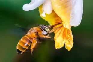 Las abejas brindan servicios esenciales a nuestros ecosistemas y son los principales polinizadores de muchos de nuestros alimentos básicos