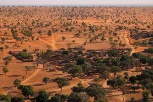 El Sahara y el Sahel tienen muchísimos más árboles de lo que se creía