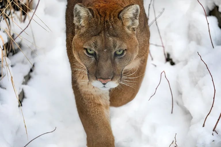 They were relaxing in the jacuzzi until a cougar attacked them