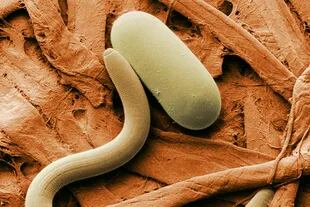 Una plaga que amenaza a la salud de las plantas y al césped llamada nematodos.