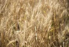 Presentaron novedades en tecnología para el trigo: cuáles son