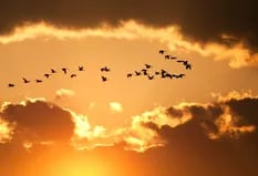 Cómo podemos ayudar a las aves a resistir el cambio climático