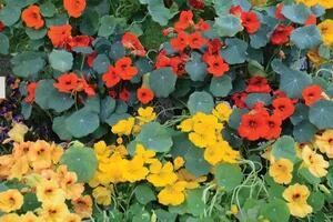 Huerta de otoño: cuatro flores comestibles para sumar color a tus platos