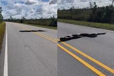 El escalofriante momento en que una enorme pitón cortó el tránsito en Florida