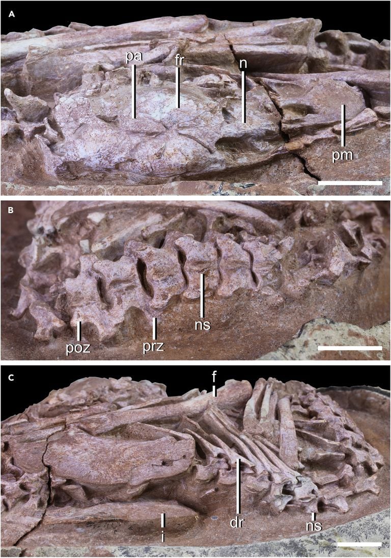 Im Detail, wie das Skelett des Fötus aussieht