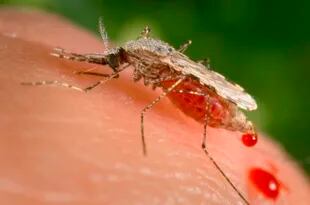 El estudio señala que la “posibilidad de que surjan brotes de dengue, chikunguña y zika es cada vez mayor en países con un índice de desarrollo humano muy alto, incluidos los países europeos”.