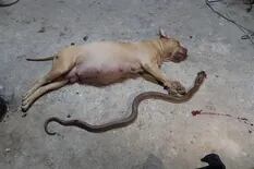 Una perra embarazada murió al defender a sus dueños de una serpiente venenosa