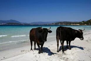 La vacas se pasean por la isla sin ningún control de las autoridades locales