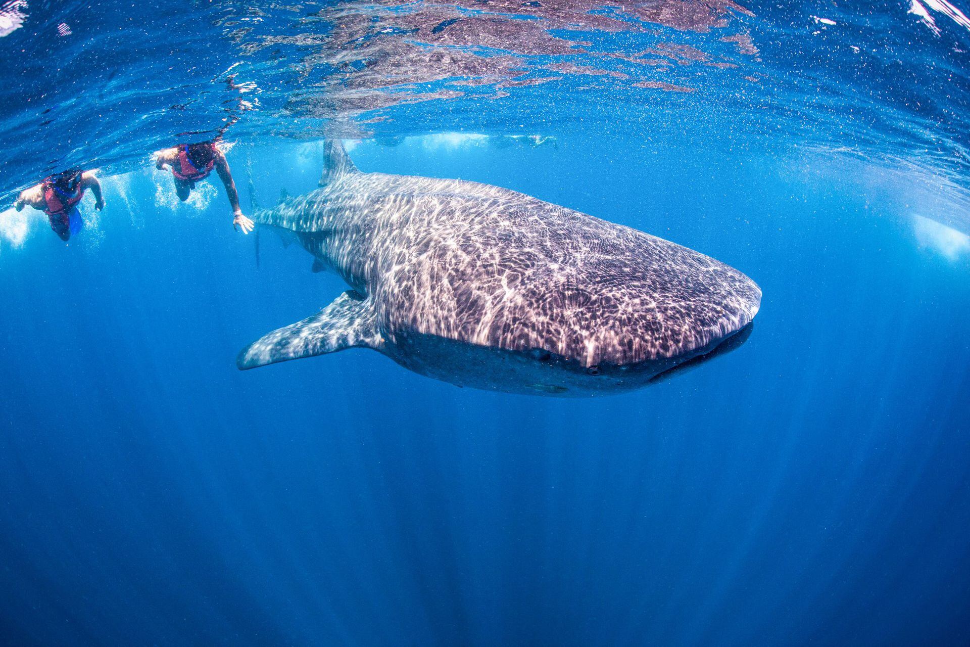 El principal atractivo de la isla es nadar junto al tiburón ballena, el pez más grande del océano.