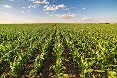 Fertilización: cómo cerrar las brechas de rinde en maíz