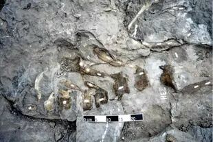 Vértebras de la cola del dinosaurio Arenysaurus en el yacimiento de Blasi.