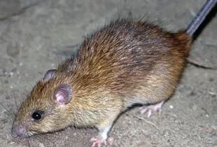 Entre las cuestiones que más le llamaron la atención, Richter consignó que las ratas salvajes eran las primeras en morirse