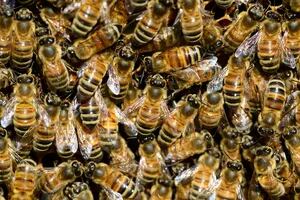 Un enjambre de abejas africanas mató a 6 personas que viajaban en un micro que desbarrancó