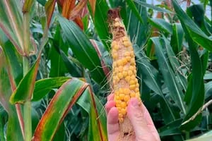 Caen las expectativas de cosecha de maíz y soja: están por debajo del inicio de la campaña