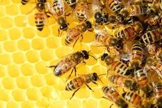 Consejos de management que llegan desde el mundo de la abejas