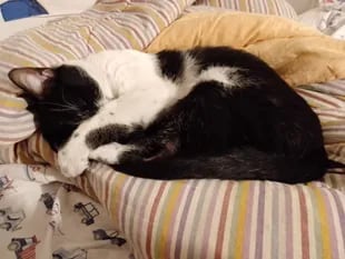 Los gatos suelen amasar antes de hacerse un bollito y tirarse a descansar.