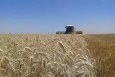 Con la cosecha estadounidense a pleno, el valor del trigo cayó un 5,7% en Chicago