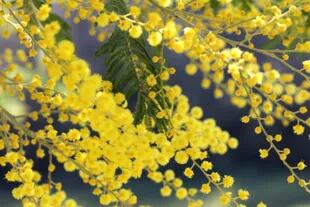 La mimosa (Acacia dealbata) fue introducida como planta ornamental, pero desplaza a especies nativas