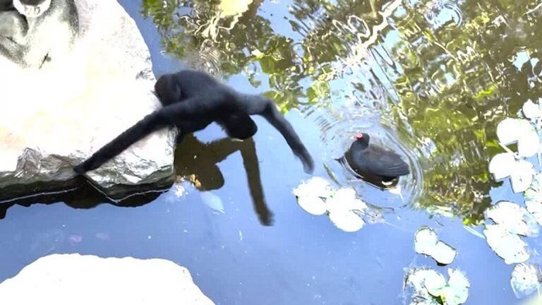 10-01-2022 Chimpancé contra ave captado en vídeo SOCIEDAD YOUTUBE - VIDELO - @THE.WILDLIFE.STUDIO
