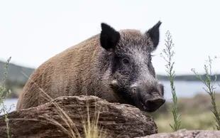 Wild Boar, An Animal That Damages Production