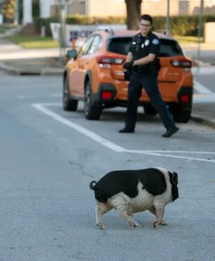 El cerdo volvió locos a los policías durante una hora (Foto: Facebook Departamento de Policía de Pensacola)