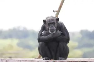 Cómo es el santuario al que podrían trasladar a Toti, el chimpancé de la mirada triste