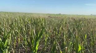 Por la sequía le dan maíces a las vacas en el sur de Santa Fe
