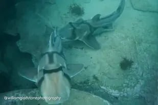 El momento en que un tiburón macho ataca a una hembra con intenciones de aparearse