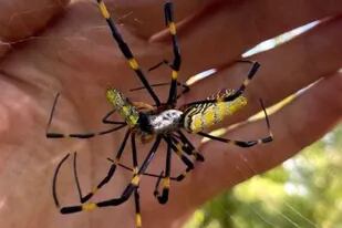Qué tan peligrosa es la araña Joro, la especie que invade la costa este de Estado Unidos