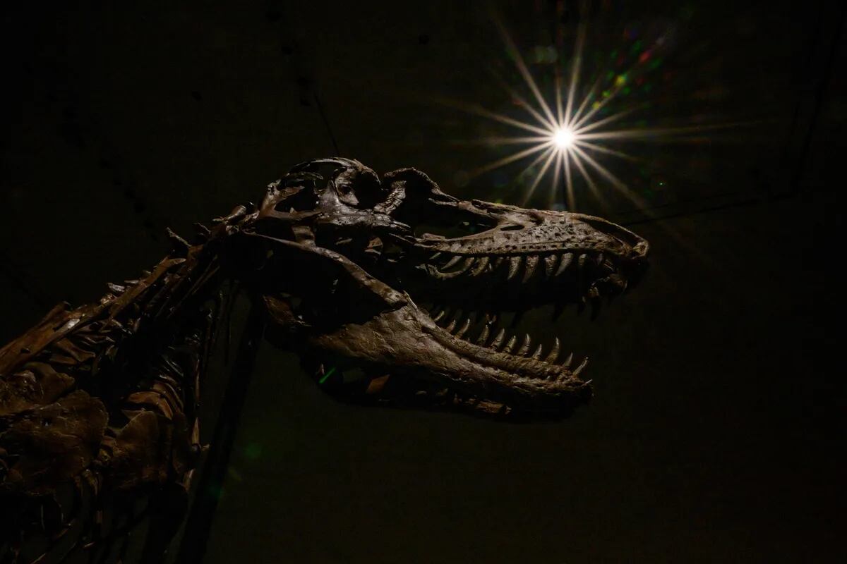Subastan un esqueleto de gorgosauro por más de 6 millones de dólares - LA  NACION