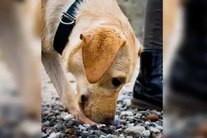Cómo deber tratarse la obsesión de un perro con las piedras según una experta en psicología canina