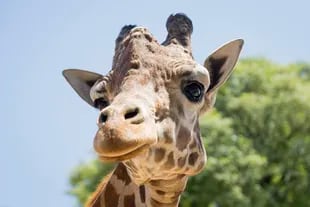 Los cuernos de las jirafas se fusionan con el cráneo aproximadamente a poco más de los cuatro años de edad en el macho y en siete años (o más) en la hembra