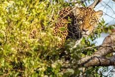 Liberan a un nuevo yaguareté: Arami ya es parte de la fauna de Corrientes
